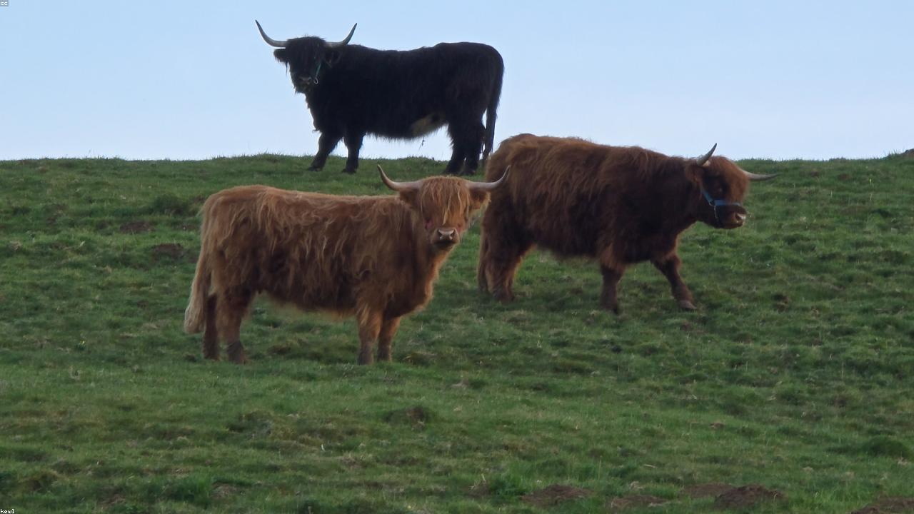 Cattle Sales