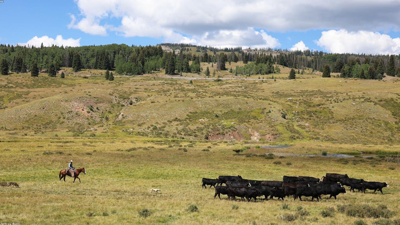 Gathering cattle horseback