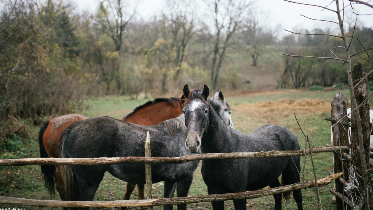 Horses for Sale