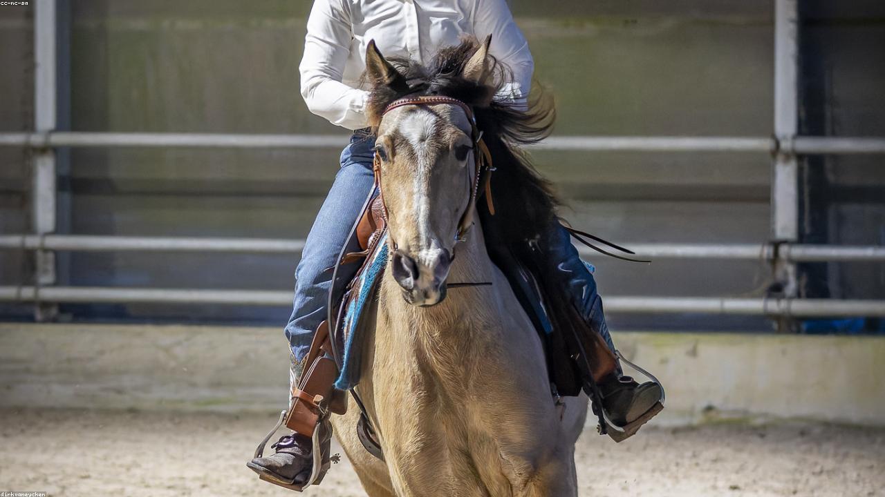 Horse Training